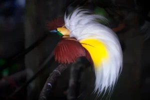 Bird of Paradise: Papua’s Majestic Feathered Treasure