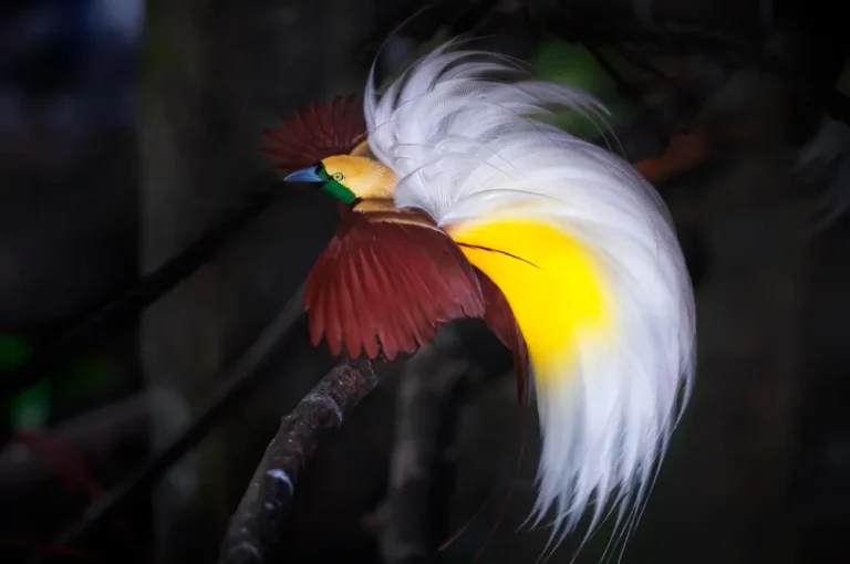 Bird of Paradise: Papua’s Majestic Feathered Treasure