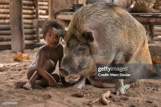 In Java People Hijack Rice Fields Using Cows, in Papua Using Pigs